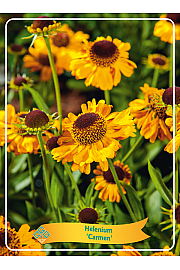 Helenium Carmen Ø11