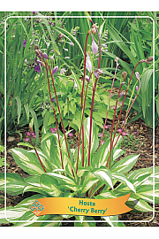 Hosta Cherry Berry Ø11