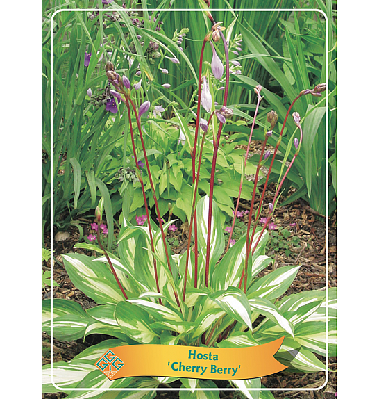 Hosta Cherry Berry Ø11