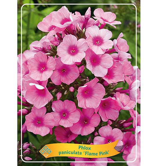 Phlox paniculata Flame Pink Ø11