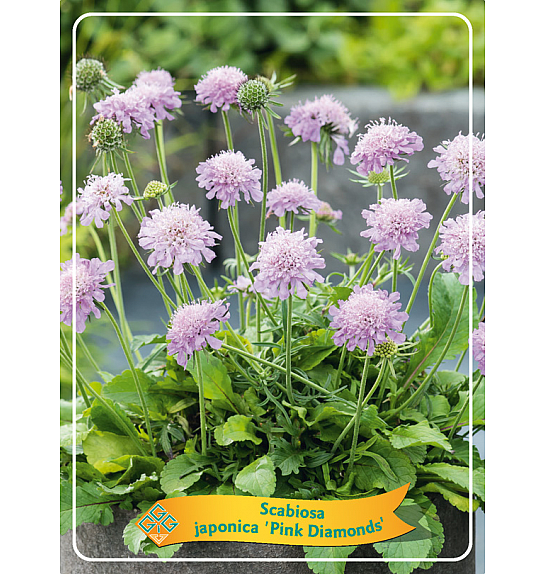 Scabiosa Japonica Pink Diamonds Ø11