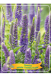 Veronica spicata Candela Purple Ø11