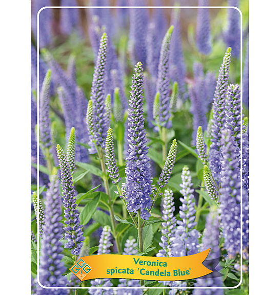 Veronica spicata Candela Blue Ø11