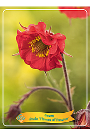 Geum rivale Flames of Passion Ø11
