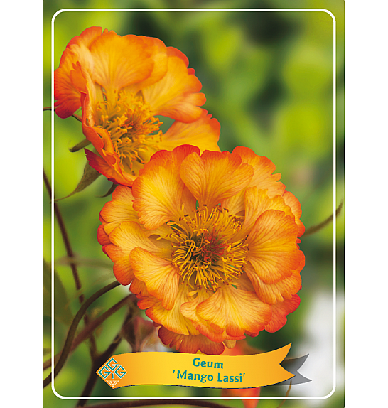 Geum Mango Lassi Ø11