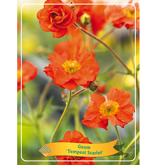 Geum Tempest Scarlet Ø11
