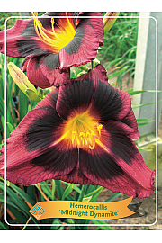 Hemerocallis Midnight Dynamite Ø11