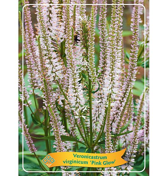 Veronicastrum virginicum Pink Glow Ø11