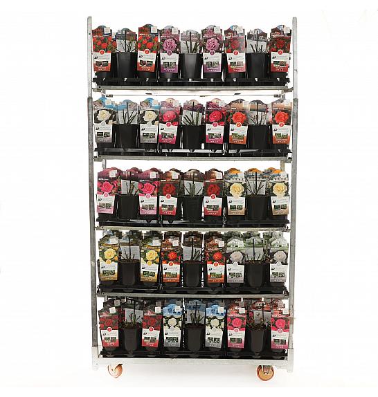 Rosa struik Mix CAT 1 velikocvetne/floribunda C3 Lit. 10-15 cm