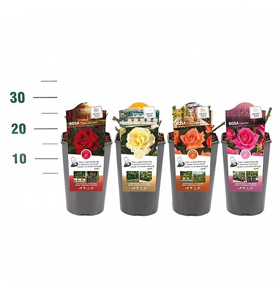 Rosa struik Mix CAT 1 velikocvetne C3 Lit. 10-15 cm