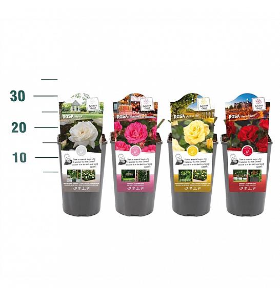 Rosa struik Mix CAT 1 floribunda C3 Lit. 10-15 cm