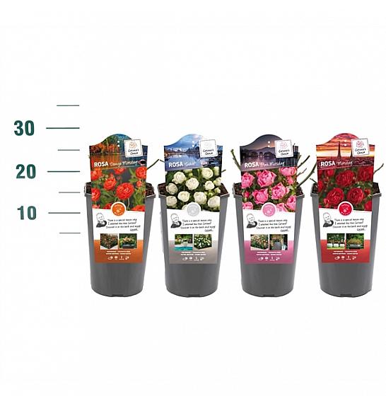 Rosa struik Mix MORSDAG/KOSTER C3 Lit. 10-15 cm