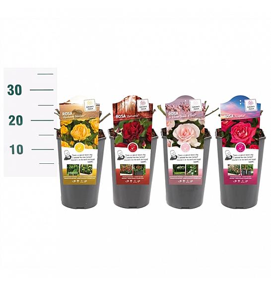 Rosa struik Mix CAT 3 C3 Lit. 10-15 cm