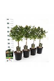 Rosa hybrid Mini Eden Rose C3 Lit. Na steblu 40 cm