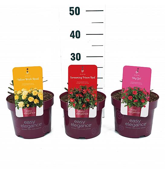 Rosa struik Mix EASY ELEGANCE C3 Lit. 10-15 cm