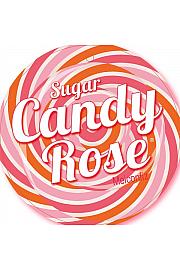 Rosa Sugar Candy Rose® C3 Lit. 10-15 cm