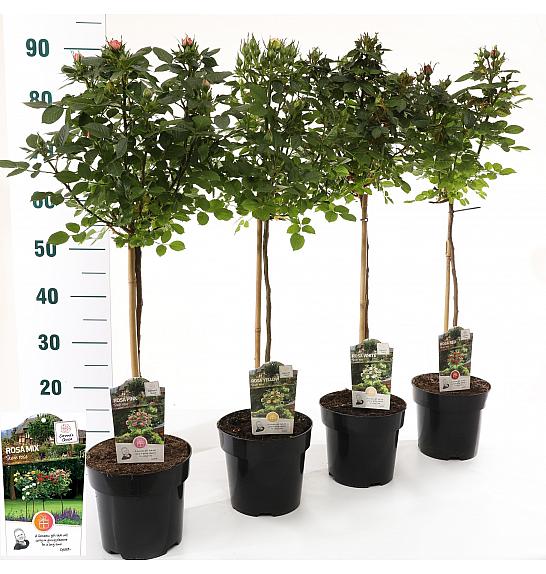 Rosa hybrid Mini Eden Rose C3 Lit. Na steblu 55 cm