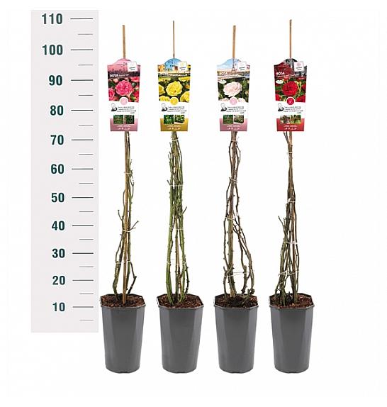Rosa Mix Exclusive collection C3 Lit. 50-60 cm Vzpenjava