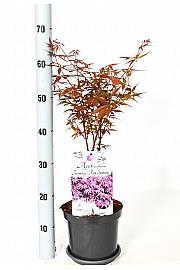 Acer palmatum Twombly crveni čuvar C3 Lit. 30-40 cm