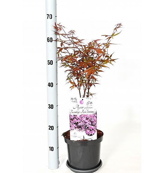 Acer palmatum Twombly crveni čuvar C3 Lit. 30-40 cm