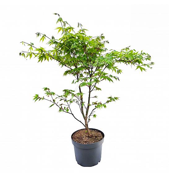 Acer palmatum Osakazuki C5 Lit. 40-50 cm