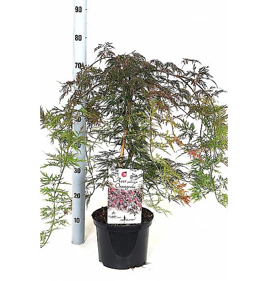 Acer palmatum Orangeola C5 Lit. 40-50 cm