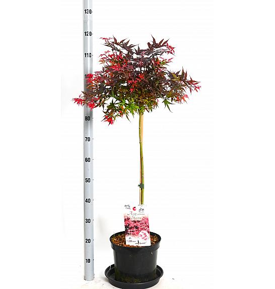 Acer palmatum Shaina C7.5 Lit. Na stabljici 80 cm