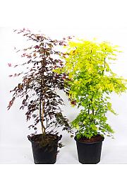 Acer palmatum MIX C50 Lit. 140-160 cm