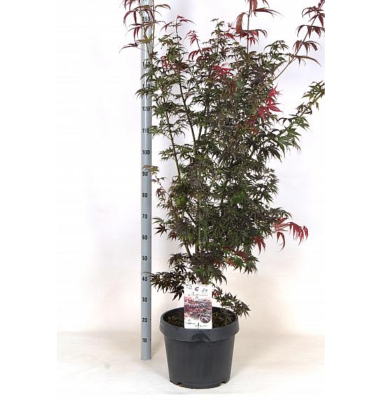 Acer palmatum Pixie C50 Lit. 140-160 cm