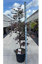 Acer palmatum Okagami C50 Lit. 140-160 cm