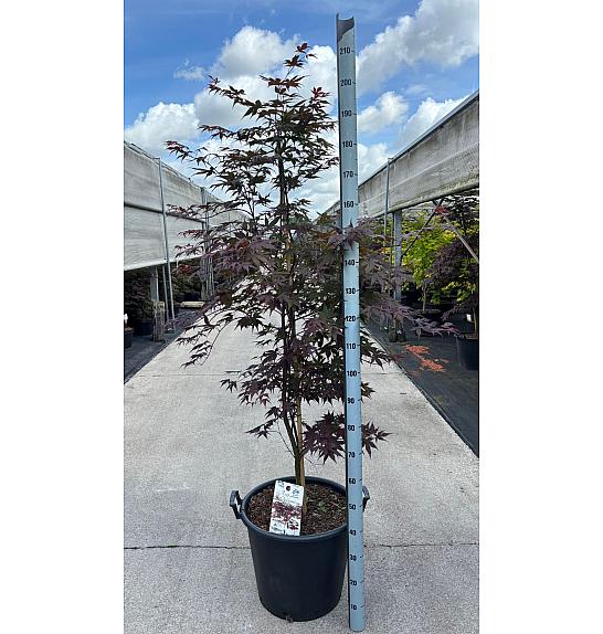 Acer palmatum Okagami C50 Lit. 140-160 cm
