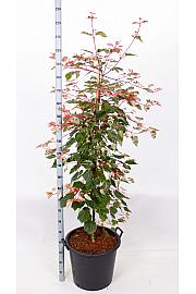 Acer conspicum Crveni plamenac C50 Lit. 140-160 cm