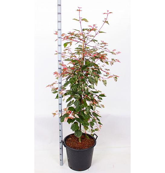 Acer conspicum Crveni plamenac C50 Lit. 140-160 cm