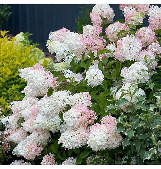 Hortenzija metlasta Phantom C7,5 lit. 50-60 cm