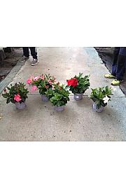 Dipladenia Mandeville Fushion Bloom Selection Ø17