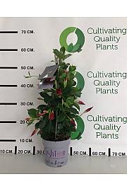 Dipladenia Mandeville Fushion Bloom Selection Ø14