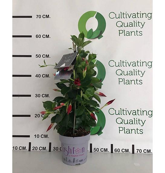 Dipladenia Mandeville Fushion Bloom Selection Ø14