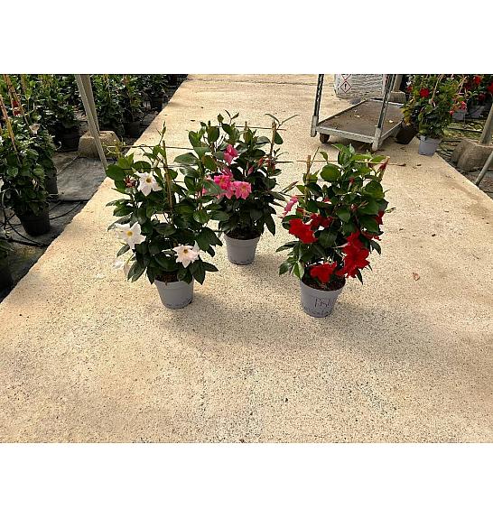 Dipladenia Mandeville Fushion Bloom Selection Ø17