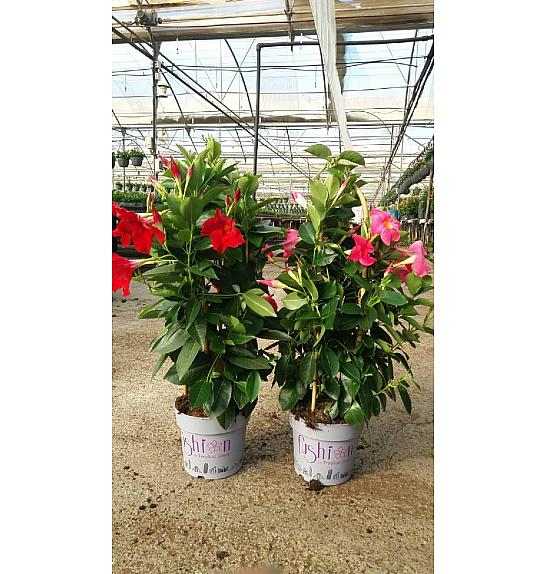Dipladenia Mandeville Fushion Bloom Selection Ø17