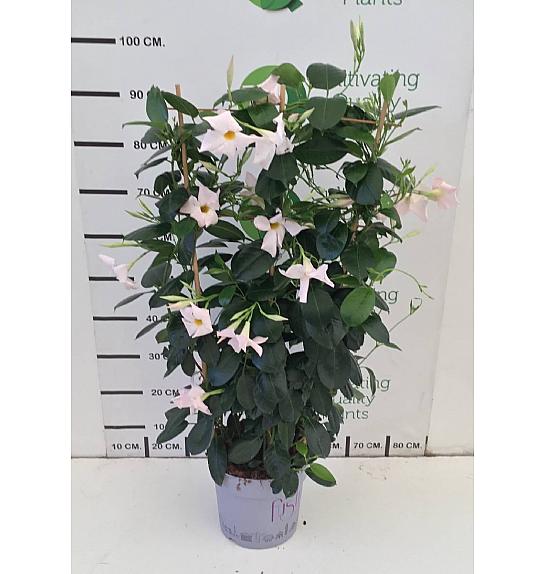 Dipladenia Mandeville Fushion Bloom Selection Ø24