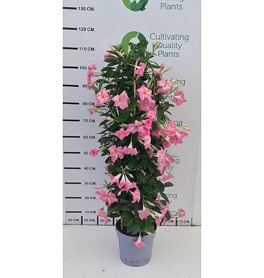 Dipladenia Mandeville Fushion Bloom Selection Ø24
