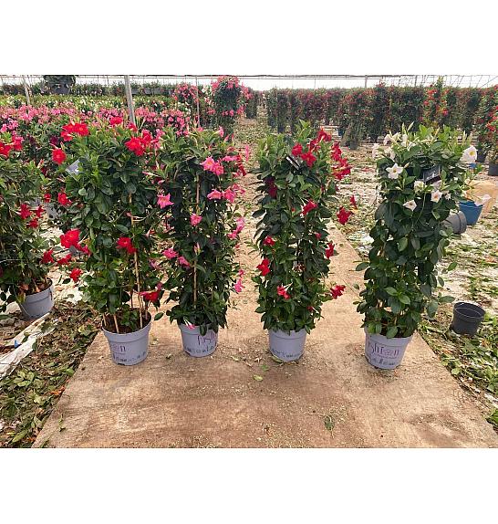 Dipladenia Mandeville Fushion Bloom Selection Ø30
