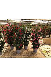 Dipladenia Mandeville Fushion Bloom Selection Ø30