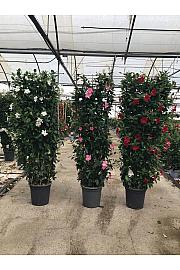 Dipladenia Mandeville Fushion Bloom Selection Ø33