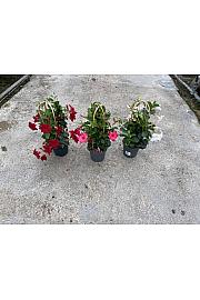 Dipladenia Sandeville St Line Ø17