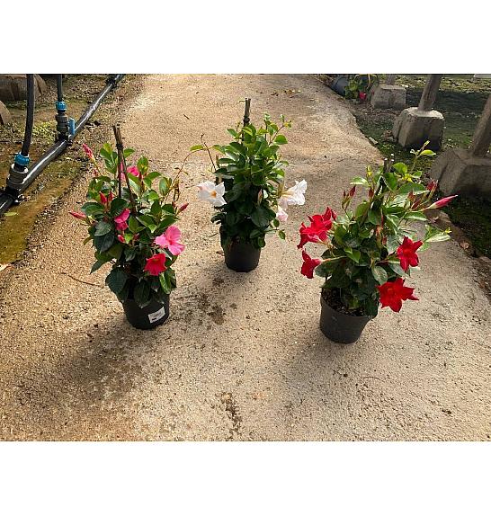 Dipladenia Sandeville St Line Ø17