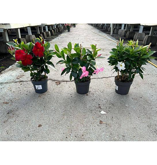 Dipladenia Variety Mix Tropical Coast Ø14