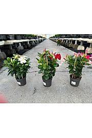 Dipladenia Variety Mix Tropical Coast Ø14