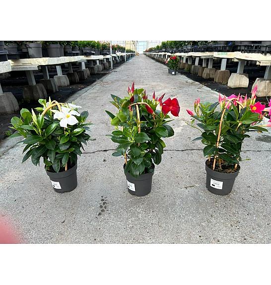 Dipladenia Variety Mix Tropical Coast Ø14