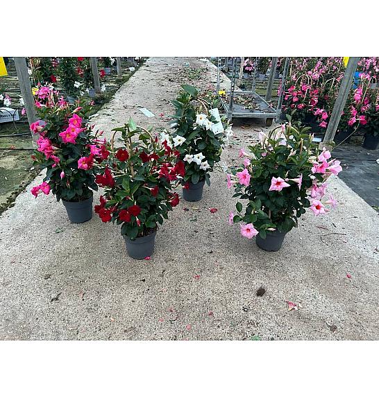 Dipladenia Variety Mix Tropical Coast Ø17